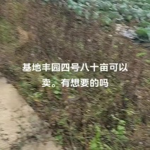 园包菜。连花白