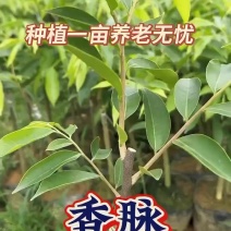 棋楠香脉品种产量高