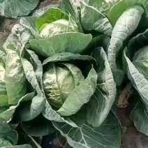 辽宁甘蓝