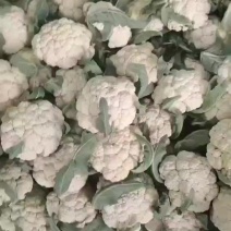 山东本地有机花菜，菜花紧花，散花上市。新鲜，新货产地量大