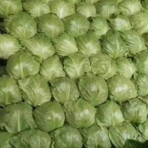 山东产地中宣甘蓝大量上市，质优价廉！欢迎各位老板前来选购