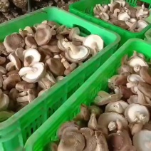 香菇