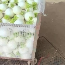 园白萝卜