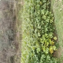 马褂木苗（鹅掌楸苗）规格齐全大量现货