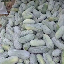 毛节瓜，产地一手货源。货量充足