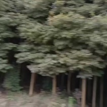 退林还耕金丝楠木树小叶桢楠树苗