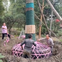 大规格金丝楠木金丝楠木大树小叶桢楠
