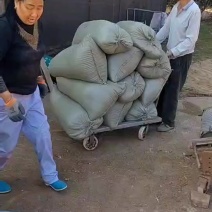 粉状干鸡粪温氏鸡粪常年有货品质保证量大从优欢迎