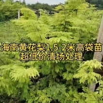 海南黄花梨树苗降香黄檀树苗红木苗1.5-2米高
