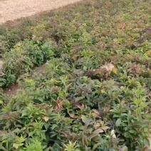 白术种子白术籽一斤起批包邮