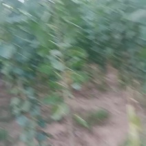 杨树苗