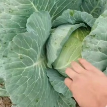 精品奥奇娜大量供应加工厂市场都有货