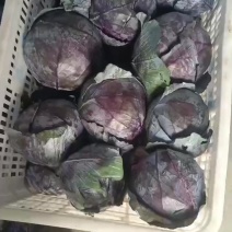 邯郸本地紫甘蓝大量有货资源充足对接全国