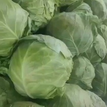 辽宁甘蓝