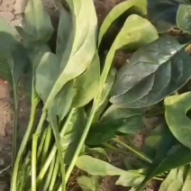 辽宁菠菜