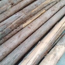 重庆杉木