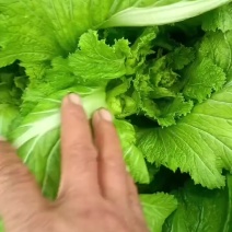 本地儿菜大量上市，各种规格量大质优欢迎咨询