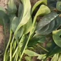 厚叶菠菜