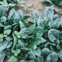 露天菠菜，15亩