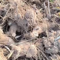 白术籽白术芽