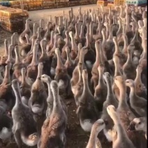 狮头鹅苗