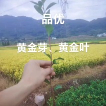 黄金芽、福建万源茶苗基地直发、品种多、欢迎订购