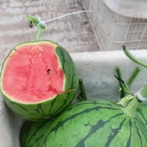 山东小糖丸