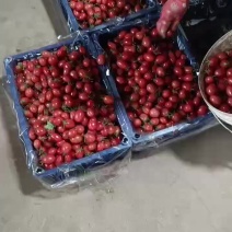 圣女果