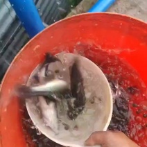 4--6两鲈鱼苗，只有四千斤了，看上的直接甩电话过来～