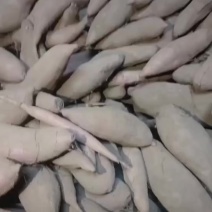 精品白哈密，沙土地种植，口感面甜