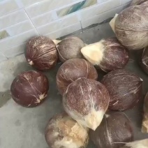 海南三亚奶椰王适合清补凉椰子鸡店煲汤椰子冻