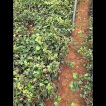 苗圃直供常绿爬藤常青藤杯苗常青藤地苗爬山虎杯苗爬山虎地苗