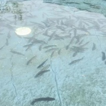 淡水养殖黑鱼