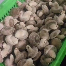 精品鲜香菇！