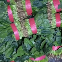 精品菠菜货源充足/大量供应各大市场批发市场超市/价格公道