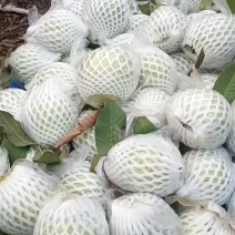 番石榴