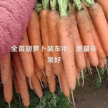 开封胡萝卜