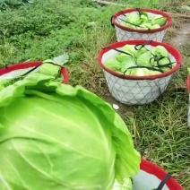 甘蓝，牛心菜，大量上市，价格优惠