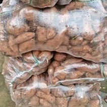 龙九红薯，黄心蜜薯市场货电商货，加工货养殖薯龙薯九号