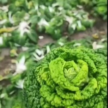 黄心菜大量有货货源充足供货稳定保障品质