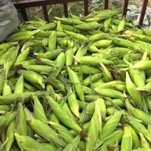 湖北甜玉米