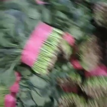 波菜大量现货要联系