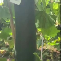 黑皮吊冬瓜！产地直发！货源充足！价格低廉！对接商超！