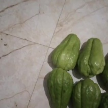 棚瓜佛手瓜