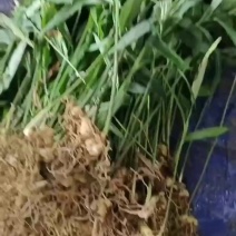 精品黄精苗