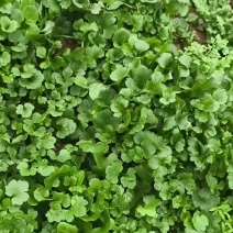 猫爪草苗木供应产地直达价格优惠
