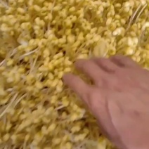 黄豆芽