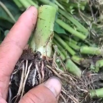 昭关芋头种