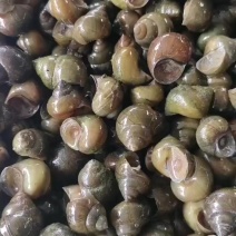 小田螺，新鲜，大量批发，欢迎购买咨询。