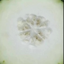冬瓜